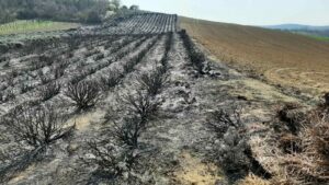 1648560399-lavanda-2-1024x576