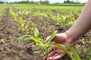 CloseUpOfAHandOfAFarmerCheckingThe