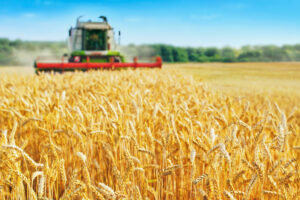 CombineHarvesterHarvestsRipeWheat.Agriculture
