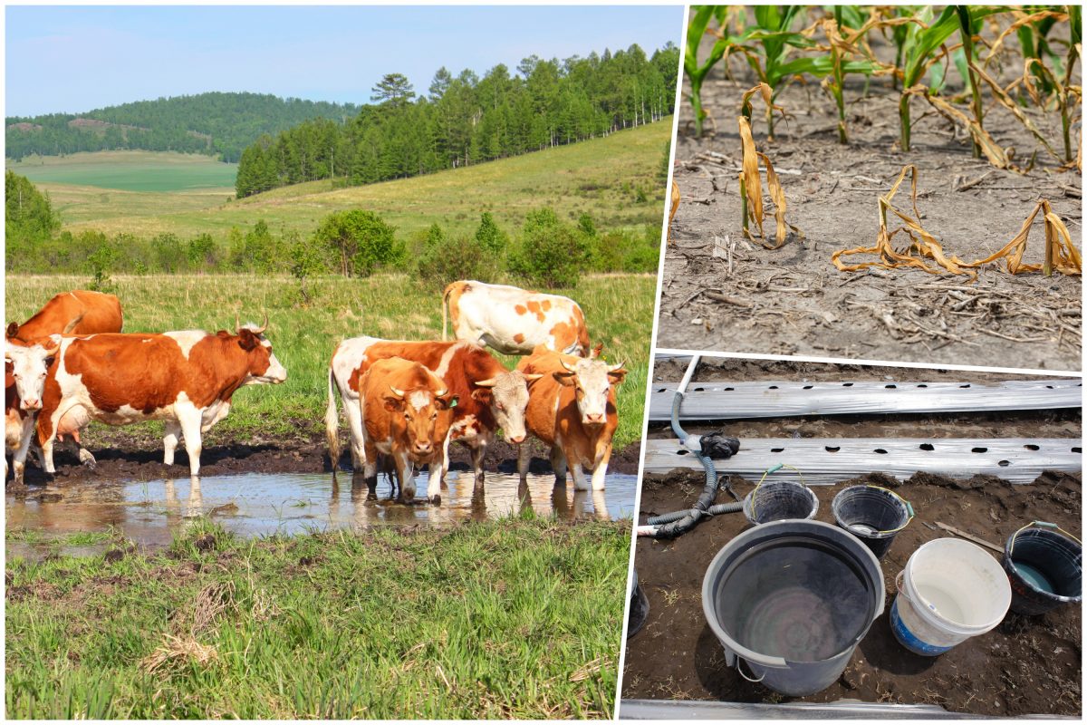 1658565863-susa-kombo-1200x800