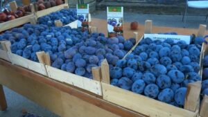 1659431689-sljive-2-n1-1024x576