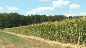 1659957046-bg-arh-suncokret-i-kukuruz-susa-04082220220807-094235510.mxf_.00_00_29_19.Still002-1024x576