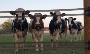 1665308789-Sanja-bugarski-farma-krava-5