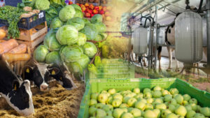 HarvesterMachineToHarvestWheatFieldWorking.CombineHarvesterAgriculture