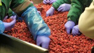 FruitProcessingPlantInTheColdFrozenRaspberries