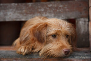 HomelessAbandonedStrayDogwithVerySadSmartEyes