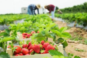 CrateFullOfFreshlyPickedRedStrawberriesStandingAtFarm