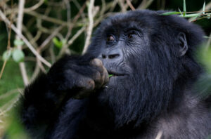 FILE-PHOTO-An-endangered-female-high-mountain-gorilla-from-the-Sabyinyo-family-eats-inside-the-forest-within-the-Volcanoes-National-Park-near-Kinigi