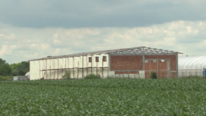 1690305297-Jovanjica