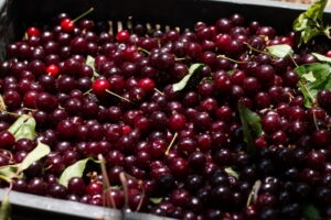 1692276957-berbavisanja10-21-of-41-1024x683