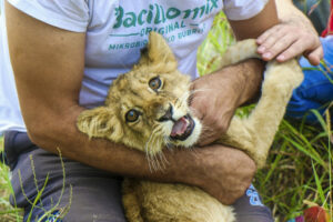 Serbia-Lion-Cub
