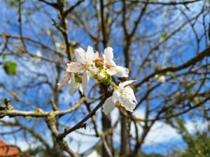 1696841682-tresnja-1