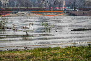 VODOSTAJ-REKA-U-BEOGRADU