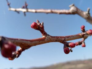 1709117186-IMG-82a8d96dc09c7b32f6ea758b392a8711-V-1024x768