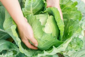 cabbage-in-the-garden-closeup
