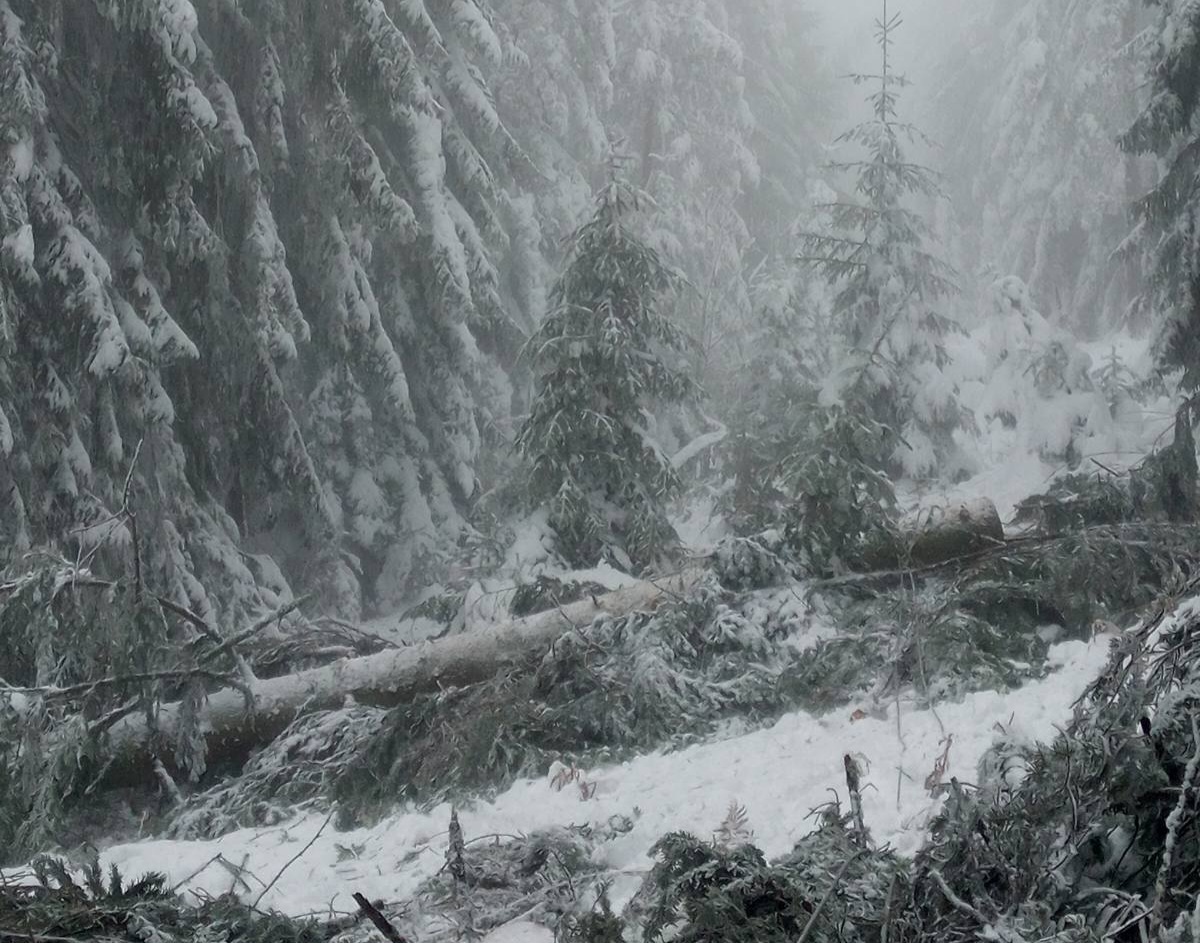 1733133259-IMG-059e572d2dd7586f8cee5be14515e5d9-V