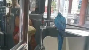 306106_3078119-bus-ff_f