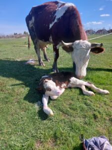 342147223_760970495614088_1611517260064953127_н