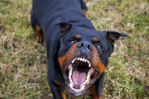 3688822_rottweiler_ls