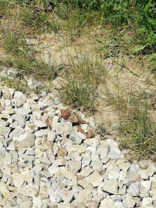 67783317-911837562516311-8799039429902598144-n