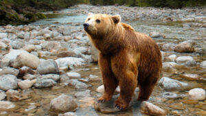 677z381_677z381_bearko