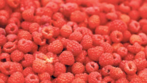 677z381_677z381_malina