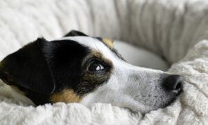 8д10а55бд4511а1еае2д1б9б4ф1ед6фацее17д04