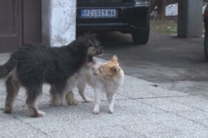 950571_psi-lutalice_ls