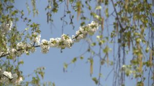 BG-POLEN-PKG-DOJ20210324-141518341.mxf_.00_04_16_19.Still002-1024x576