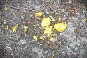 BG-SOPOT-PKG-FLU20210317-190450735.mxf_.00_00_57_19.Still001-1200x800