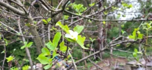 mVPk9kpTURBXy83YmM0YTk5ZmY1OWQ1NzI3MjYyY2MyNjcxMWJhZGFlMy5qcGeRkwLNBLAA3gABoTAF