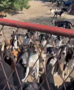 пси-заклопаца