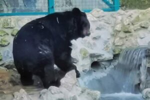 Screenshot_2021-02-15-Beo-Zoo-Vrt-on-Instagram-Nas-medved-Uros-je-jutros-izasao-iz-zimske-pecine-i-uzivao-u-jutarnjem-sunc.-1024x683