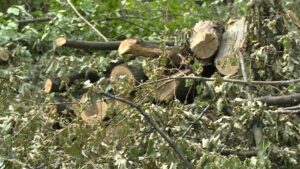 seca-drveca-miljakovacka-suma-park-6-281969