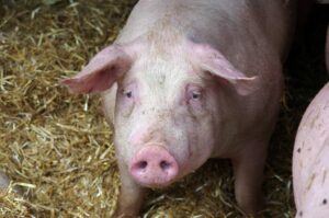 shutterstock_1765385822-1024x678