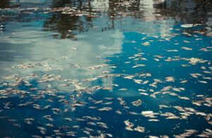 shutterstock_292967303-1024x667