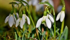 snowdrop-4000371-640-1