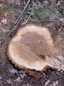 Suma-Duboko-Ne-davimo-Beograd-4