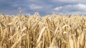 wheat-field-5392067_1920-640x363