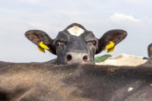 Cow,Nosy,Looking,Over,The,Back,Of,Another,Cow,,Black