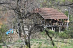 Banjsko polje Danka Ilić