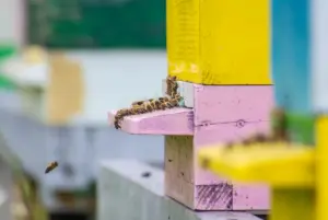 1753377485-Kosnica-pcele-Shutter.format-webp.width-1200