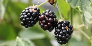 blackberries-1539540-1280-e1591021660994.jpg