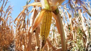 2-102-e1727261471112-1000x560