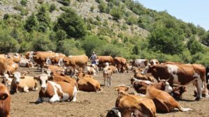 4-39-e1760526605931-1000x560