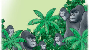 688z387-Planinske-gorile