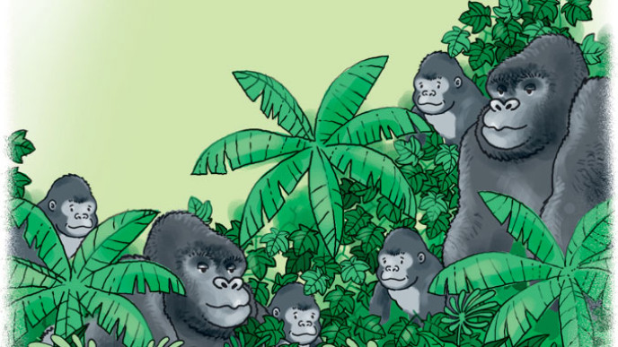 688z387-Planinske-gorile