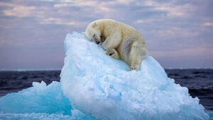 688z387-Untitled-1-65f2ad595ea9a