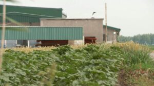 bg-jovanjica-marihuana-080620-jp-oTqRYhG.format-avif.width-1200